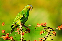 Orange-winged parrot (Amazona amazonica) feeding on flowering Immortelle tree, Tobago