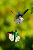 White-necked Jacobin hummingbirds (Florisuga mellivora) fighting, Tobago Small repro only