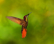 Ruby topaz hummingbird (Chrysolampis mosquitus) hovering, Tobago