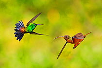 Rufus-breasted hermit hummingbird (Glaucis hirsutus) and Copper-rumped hummingbird and(Amazilia tobaci) hovering, Tobago