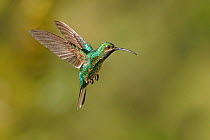 Rufus-breasted Hermit hummingbird (Giaucis hirsutus) female hovering, Tobago