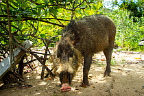 Bearded pig (Sus barbatus) foraging for crabs on beach, Bako National Park, Sarawak, Borneo