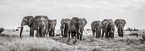 Black and white image of African elephant (Loxodonta africana) herd, panoramic. Tsavo Conservation Area, Kenya. Editorial use only.