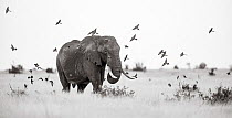 Black and white image of African elephant (Loxodonta africana) bull with birds taking off around it, Tsavo Conservation Area, Kenya. Editorial use only.