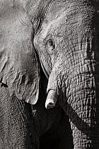 Black and white image of African elephant (Loxodonta africana) bull close up, Tsavo Conservation Area, Kenya. Editorial use only.