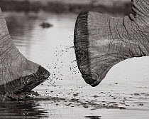 Black and white image of African elephant (Loxodonta africana) walking, close up of feet, Tsavo Conservation Area, Kenya. Editorial use only.