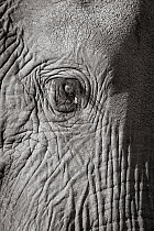Black and white image of African elephant (Loxodonta africana) bull, close up of eye, Tsavo Conservation Area, Kenya. Editorial use only.