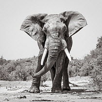 Black and white image of African elephant (Loxodonta africana) bull, Tsavo Conservation Area, Kenya. Taken with a remote camera buggy / BeetleCam. Editorial use only.