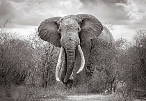 Black and white image of African elephant (Loxodonta africana) bull with large tusks, Tsavo Conservation Area, Kenya. Taken with a remote camera buggy / BeetleCam. Editorial use only.