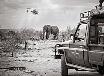 Black and white image of Tsavo Trust vehicle and Kenya Wildlife Service helicopter converge on a African elephant (Loxodonta africana) bull during an operation to place satellite tracking collars on...