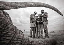 Black and white image of people viewed through sedated African elephant (Loxodonta africana) tusks during radio collaring operation. Tsavo Conservation Area, Kenya. Editorial use only.