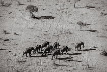 Black and white aerial image of African elephant (Loxodonta africana) herd, Tsavo Conservation Area, Kenya. Editorial use only.