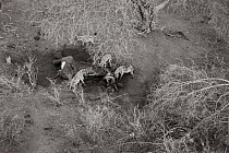 Black and white aerial view of Spotted hyaenas (Crocuta crocuta) scavenging African elephant (Loxodonta africana) carcass. Tsavo Conservation Area, Kenya. Editorial use only.