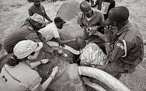 Black and white image of people fitting radio tracking collar onto African elephant (Loxodonta africana) Tsavo Conservation Area, Kenya. Editorial use only.