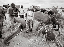 Black and white image of people fitting radio tracking collar onto African elephant (Loxodonta africana) Tsavo Conservation Area, Kenya. Editorial use only.