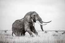 Black and white image of African elephant (Loxodonta africana) with radio collar, Tsavo Conservation Area, Kenya. Editorial use only.