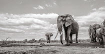 Black and white image of African elephant (Loxodonta africana) female with large tusks, Tsavo Conservation Area, Kenya. Editorial use only.