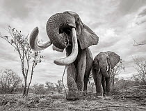Black and white image of African elephant (Loxodonta africana) females with large tusk feeding, Tsavo Conservation Area, Kenya. Taken with a remote camera buggy / BeetleCam. Editorial use only.