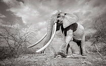 Black and white image of African elephant (Loxodonta africana) female with large tusks, Tsavo Conservation Area, Kenya. Taken with a remote camera buggy / BeetleCam. Editorial use only.