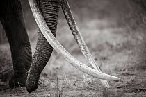 Black and white image of African elephant (Loxodonta africana) female with large tusks, Tsavo Conservation Area, Kenya. Taken with a remote camera buggy / BeetleCam. Editorial use only.