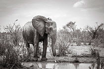 Black and white image of African elephant (Loxodonta africana) female, Tsavo Conservation Area, Kenya. Editorial use only.