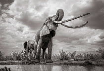 Black and white image of African elephant (Loxodonta africana) female with large tusks with large tusks , Tsavo Conservation Area, Kenya. Editorial use only.