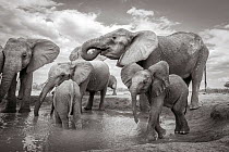 Black and white image of African elephant (Loxodonta africana) herd at waterhole, Tsavo Conservation Area, Kenya. Taken with a remote camera buggy / BeetleCam. Editorial use only.