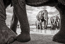 Black and white image of African elephant (Loxodonta africana) herd with calf at waterhole, seen through adults legs. Tsavo Conservation Area, Kenya. Taken with a remote camera buggy / BeetleCam. Edit...