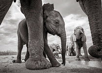 Black and white image of African elephant (Loxodonta africana) calf by adults legs, Tsavo Conservation Area, Kenya. Taken with a remote camera buggy / BeetleCam. Editorial use only.