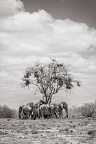 Black and white image of African elephant (Loxodonta africana) herd resting under tree,Tsavo Conservation Area, Kenya. Editorial use only.