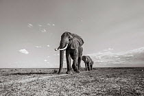 Black and white image of African elephant (Loxodonta africana) group walking in line, Tsavo Conservation Area, Kenya. Editorial use only.