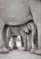Black and white image of African elephant (Loxodonta africana) calf looking out from between adult&#39;s leg, Tsavo Conservation Area, Kenya. Editorial use only.