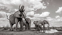 Black and white image of African elephant (Loxodonta africana) herd with calves at waterhole, Tsavo Conservation Area, Kenya. Taken with a remote camera buggy / BeetleCam. Editorial use only.