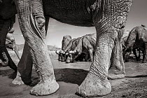 Black and white image of African elephant (Loxodonta africana) at waterhole with African buffalo (Syncerus caffer) Tsavo Conservation Area, Kenya. Taken with a remote camera buggy / BeetleCam. Editori...