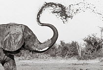 Black and white image of African elephant (Loxodonta africana) mud bathing, Tsavo Conservation Area, Kenya. Editorial use only.
