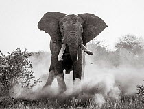 Black and white image of African elephant (Loxodonta africana) bull charging, Tsavo Conservation Area, Kenya. Taken with a remote camera buggy / BeetleCam. Editorial use only.