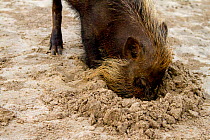 Bearded pig (Sus barbatus) digging in sand, foraging for crabs on beach, Bako National Park, Sarawak, Borneo