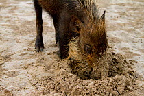 Bearded pig (Sus barbatus) digging in sand, foraging for crabs on beach, Bako National Park, Sarawak, Borneo