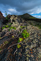 Lava field and lichen, with aeonium, La Geria, Lanzarote Island, Canary Islands.