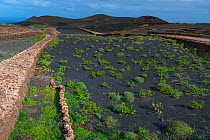 Rural landscape with vines growing in volcanic soil, Tinajo, Lanzarote Island, Canary Islands. December 2018.
