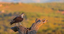 Bonelli&#39;s eagle (Aquila fasciata) feeding on bird prey, Sierra de San Pedro, Extremadura, Spain. September.