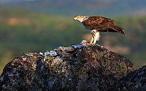 Bonelli&#39;s eagle (Aquila fasciata) feeding on bird prey, Sierra de San Pedro, Extremadura, Spain.