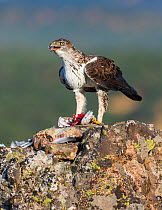 Bonelli&#39;s eagle (Aquila fasciata) feeding on bird prey, Sierra de San Pedro, Extremadura, Spain. September.