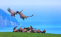 Griffon vulture (Gyps fulvus) landing on coast next to flock. Cantabria, Spain, March.