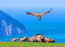 Griffon vulture (Gyps fulvus) landing on coast next to flock. Cantabria, Spain, March.