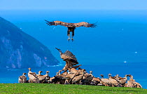 Griffon vulture (Gyps fulvus) landing on coast next to flock. Cantabria, Spain, March.