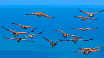 Griffon vulture (Gyps fulvus) group landing. Cantabria, Spain, March.