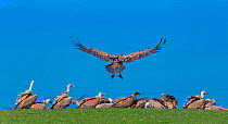 Griffon vulture (Gyps fulvus) group on the coast, Cantabria, Spain. March.