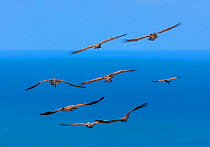 Griffon vulture (Gyps fulvus) group in flight at the coast, Cantabria, Spain. March.