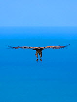 Griffon vulture (Gyps fulvus) flying with coastal waters in the background. Cantabria, Spain. March.